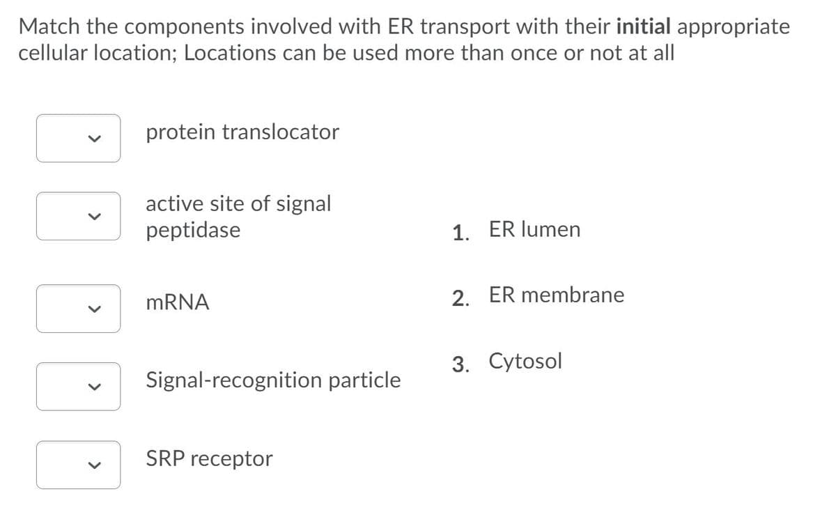 Match the components involved with ER transport with their initial appropriate
cellular location; Locations can be used more than once or not at all
protein translocator
active site of signal
peptidase
1. ER lumen
MRNA
2. ER membrane
3. Cytosol
Signal-recognition particle
SRP receptor
>
