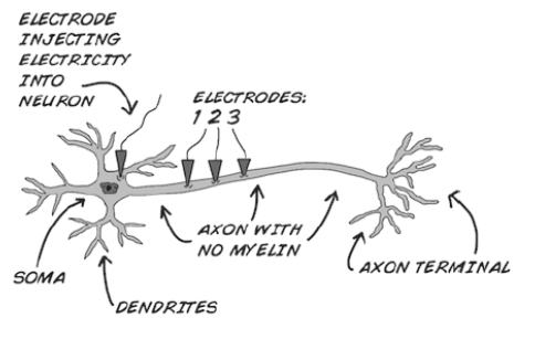 ELECTRODE
INJECTING
ELECTRICITY
INTO
NEURON
ELECTRODES:
123
AXON WITH
NO MYELIN
AXON TERMINAL
SOMA
DENDRITES
