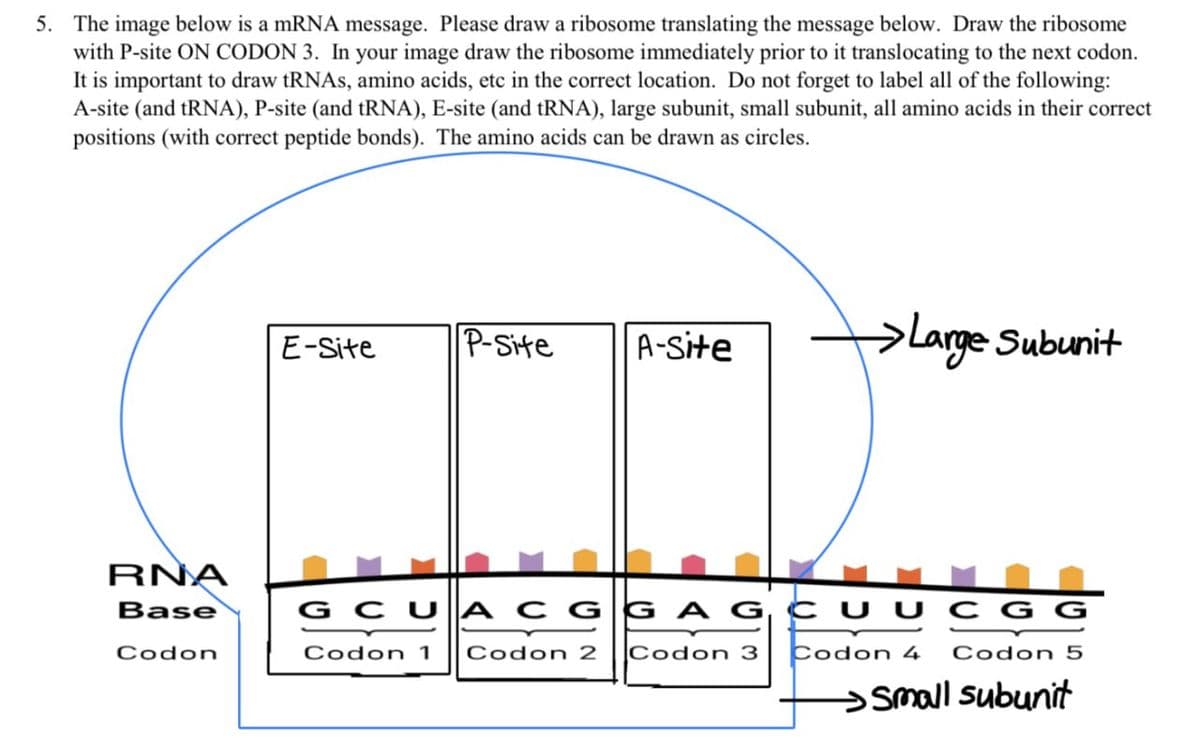 5. The image below is a mRNA message. Please draw a ribosome translating the message below. Draw the ribosome
with P-site ON CODON 3. In your image draw the ribosome immediately prior to it translocating to the next codon.
It is important to draw tRNAs, amino acids, etc in the correct location. Do not forget to label all of the following:
A-site (and tRNA), P-site (and tRNA), E-site (and tRNA), large subunit, small subunit, all amino acids in their correct
positions (with correct peptide bonds). The amino acids can be drawn as circles.
E-Site
P-Site
A-Site
>Large Subunit
RNA
Base
Codon
GCUACGGAGCUUCGG
Codon 1 Codon 2 Codon 3 Codon 4 Codon 5
Small subunit