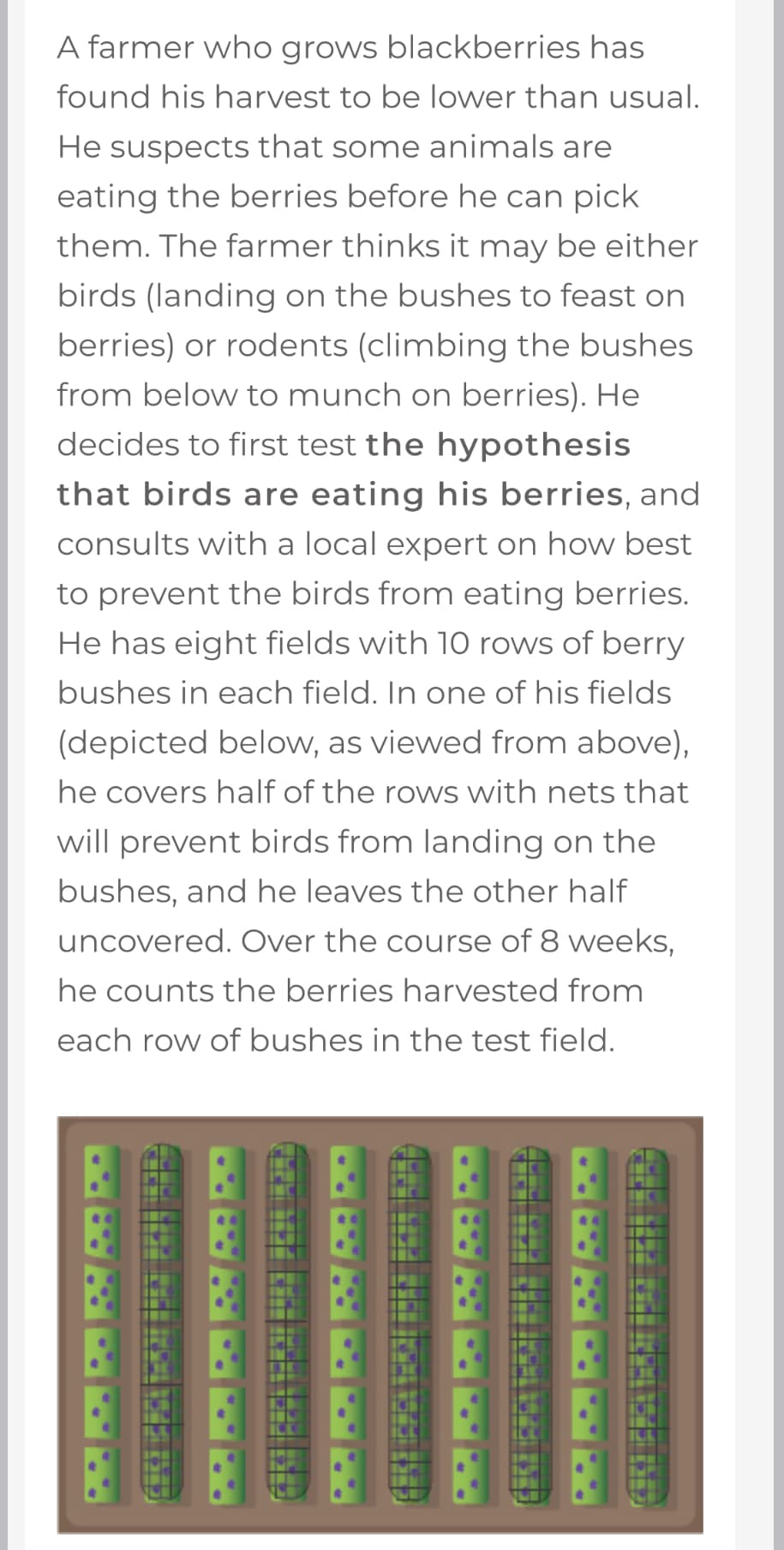 A farmer who grows blackberries has
found his harvest to be lower than usual.
He suspects that some animals are
eating the berries before he can pick
them. The farmer thinks it may be either
birds (landing on the bushes to feast on
berries) or rodents (climbing the bushes
from below to munch on berries). He
decides to first test the hypothesis
that birds are eating his berries, and
consults with a local expert on how best
to prevent the birds from eating berries.
He has eight fields with 10 rows of berry
bushes in each field. In one of his fields
(depicted below, as viewed from above),
he covers half of the rows with nets that
will prevent birds from landing on the
bushes, and he leaves the other half
uncovered. Over the course of 8 weeks,
he counts the berries harvested from
each row of bushes in the test field.
