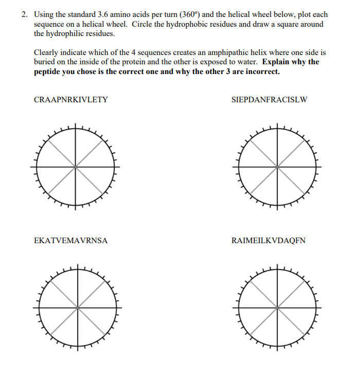 2. Using the standard 3.6 amino acids per turn (360°) and the helical wheel below, plot each
sequence on a helical wheel. Circle the hydrophobic residues and draw a square around
the hydrophilic residues.
Clearly indicate which of the 4 sequences creates an amphipathic helix where one side is
buried on the inside of the protein and the other is exposed to water. Explain why the
peptide you chose is the correct one and why the other 3 are incorrect.
CRAAPNRKIVLETY
SIEPDANFRACISLW
EKATVEMAVRNSA
RAIMEILKVDAQFN
