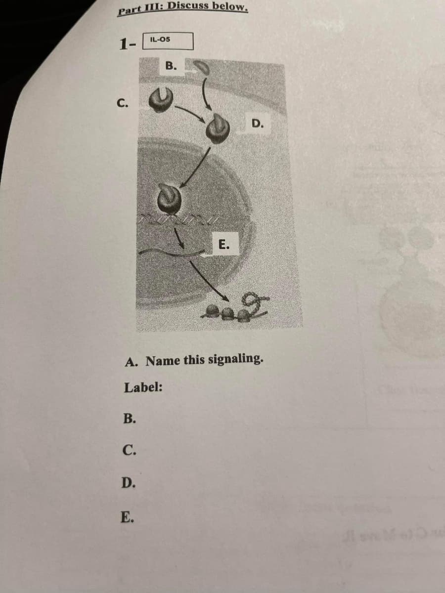 Part III: Discuss below.
1-
IL-05
C.
B.
E.
D.
2
A. Name this signaling.
Label:
B.
C.
D.
E.