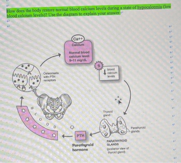 How does the body restore normal blood calcium levels during a state of hypocalcemia (low
blood calcium levels)? Use the diagram to explain your answer.
Ca++
Calclum
Normal blood
calcium level:
9-11 mg/dL
blood
calcium
levels
Osteoclasts
m with PTH
receptors
Thyrold
gland
D
Parathyrold
glands
PTH
PARATHYROID
GLANDS
Parathyroid
hormone
(posterior view of
thyrold gland)
133
