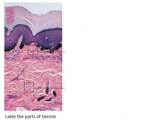 Lable the parts of Dermis
