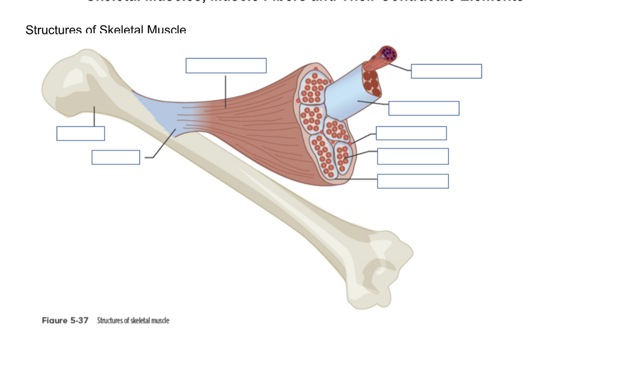 Structures of Skeletal Muscle
Figure 5-37 Structures of skeletal muscle
0000
000
000
000
8