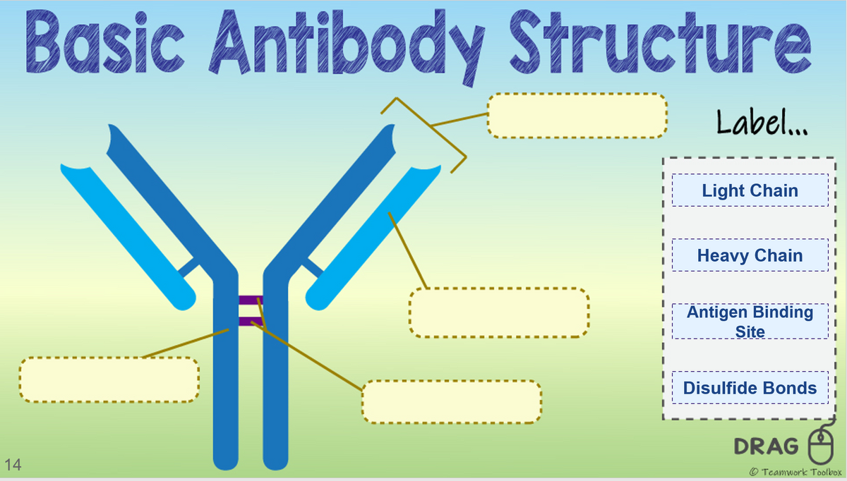Basic Antibody Structure
Label...
Light Chain
Heavy Chain
Antigen Binding
Site
Disulfide Bonds
DRAG
14
O Teamwork Toolbox
