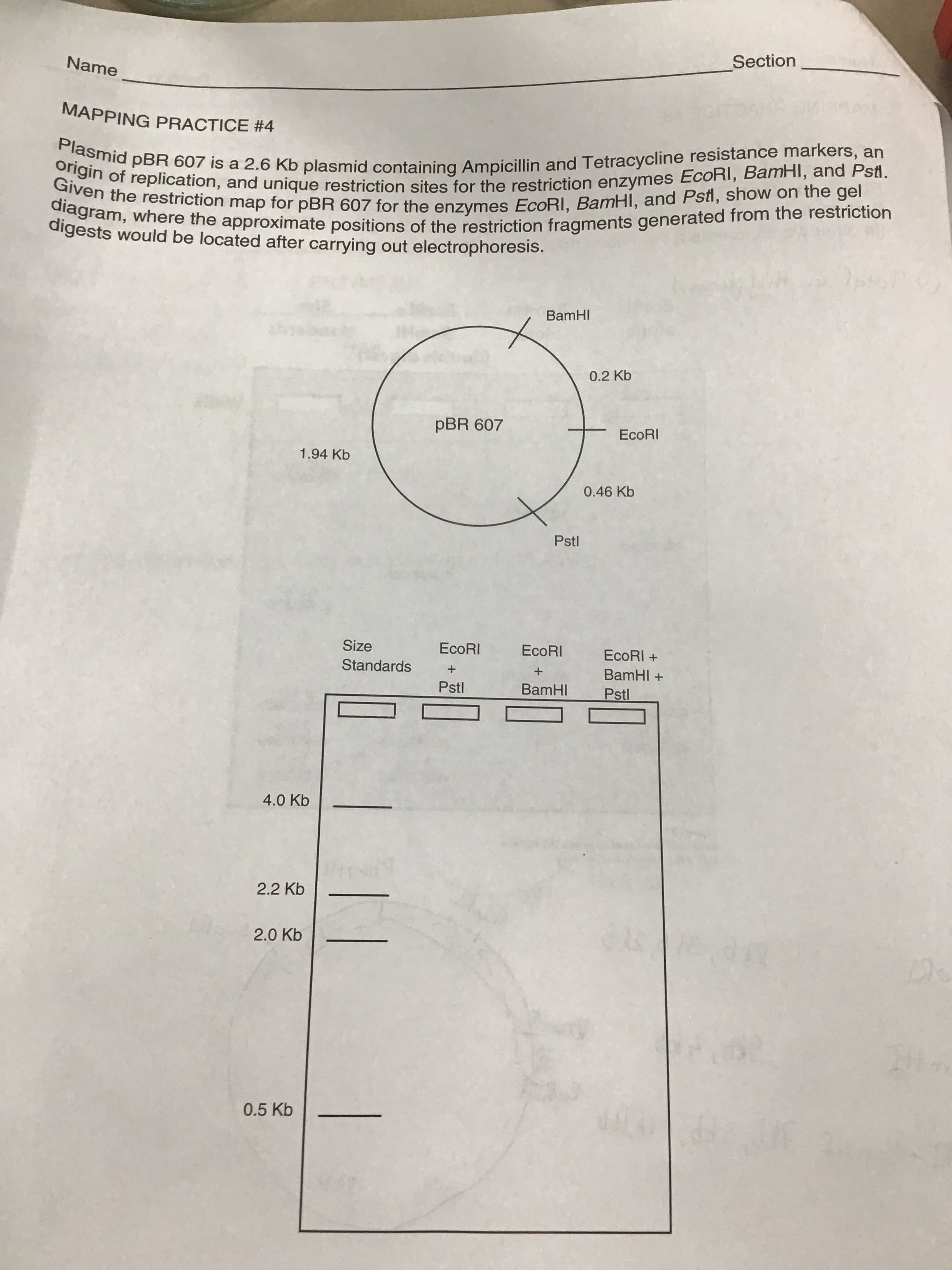 Section
Name
MAPPING PRACTICE #4
Plasmid pBR 607 is a 2.6 Kb plasmid containing Ampicillin and Tetracycline resistance markers, an
origin of replication, and unique restriction sites for the restriction enzymes EcoRI, BamHI, and Pstl.
Given the restriction map for pBR 607 for the enzymes EcoRI, BamHI, and Pstl, show on the gel
diagram, where the approximate positions of the restriction fragments generated from the restriction
digests would be located after carrying out electrophoresis.
BamHI
0.2 Kb
pBR 607
ECORI
1.94 Kb
0.46 Kb
Pstl
Size
EcoRI
EcoRI
EcoRI +
Standards
BamHI +
Pstl
BamHI
Pstl
4.0 Kb
2.2 Kb
2.0 Kb
0.5 Kb
