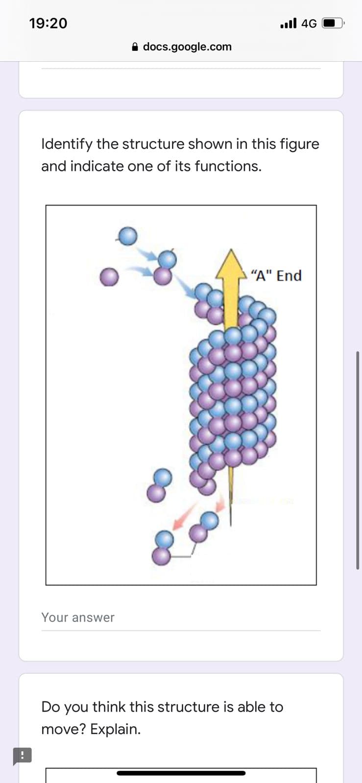 19:20
.l 4G
A docs.google.com
Identify the structure shown in this figure
and indicate one of its functions.
"A" End
Your answer
Do you think this structure is able to
move? Explain.
