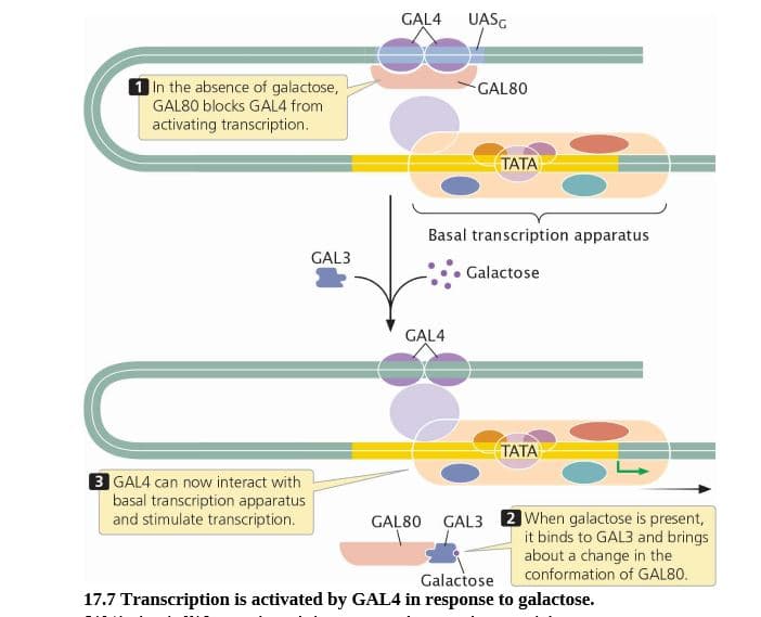 GAL4
UASG
1 In the absence of galactose,
GAL80 blocks GAL4 from
GAL80
activating transcription.
TATA
Basal transcription apparatus
GAL3
Galactose
GAL4
TATA
3 GAL4 can now interact with
basal transcription apparatus
and stimulate transcription.
GAL80 GAL3 2 When galactose is present,
it binds to GAL3 and brings
about a change in the
conformation of GAL80.
Galactose
17.7 Transcription is activated by GAL4 in response to galactose.
