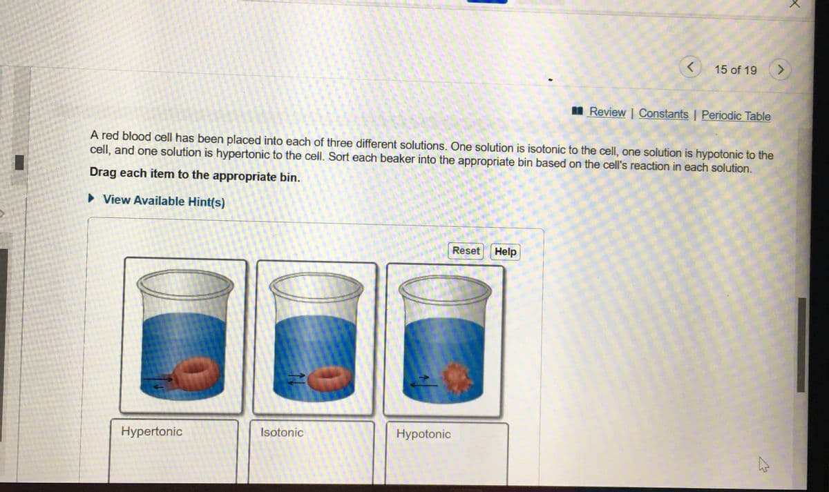 15 of 19
I Review | Constants | Periodic Table
A red blood cell has been placed into each of three different solutions. One solution is isotonic to the cell, one solution is hypotonic to the
cell, and one solution is hypertonic to the cell. Sort each beaker into the appropriate bin based on the cell's reaction in each solution.
Drag each item to the appropriate bin.
• View Available Hint(s)
Reset
Help
Hypertonic
Isotonic
Hypotonic
