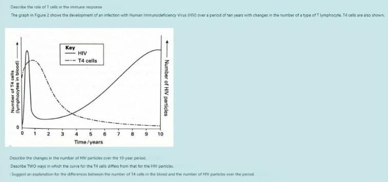 Describe the role of T cells in the immune responce
The graph in Figure 2 shows the development otf an infection with Human immunodeticiency Virus HIV) over a period of ten years with changes in the number of a type of T lymphocyte. Te cells are also shown.
Key
HIV
T4 cells
10
Time/years
Describe the changes in the number of HIV partides over the 10-year period.
Describe TWO ways in which the curve for the Td cells differs from that for the HIV particles
Suggest an explanation for the diflerences between the number ef T4 cells in the blood and the number of HV particles ever the period.
Number of T4 cells
(lymphocytes in blood)
Number of HIV particles
