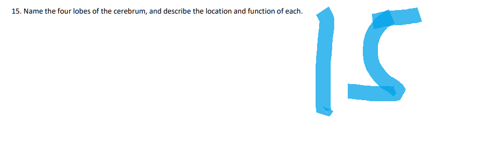 15. Name the four lobes of the cerebrum, and describe the location and function of each.
IS