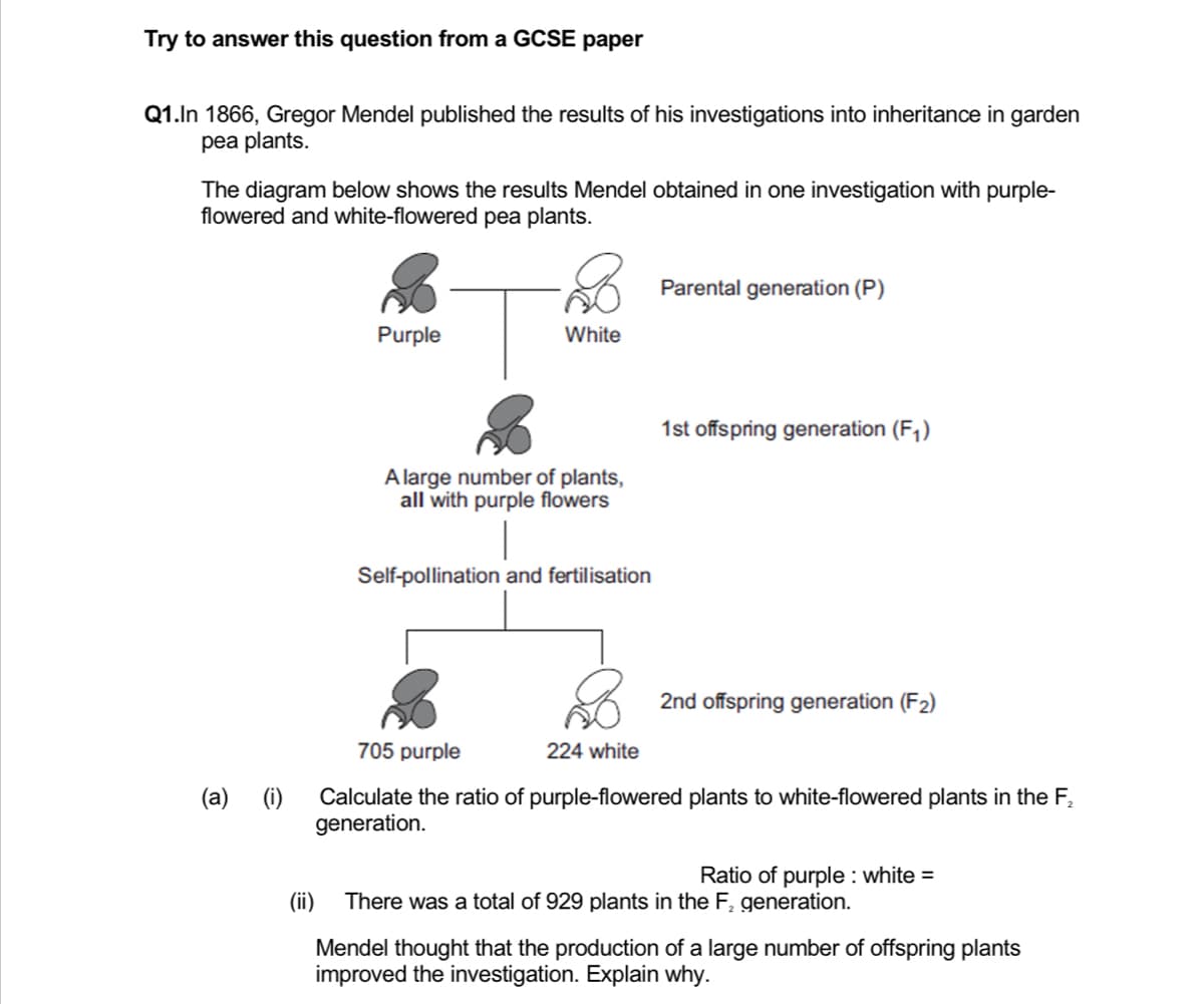 Try to answer this question from a GCSE paper
Q1.In 1866, Gregor Mendel published the results of his investigations into inheritance in garden
pea plants.
The diagram below shows the results Mendel obtained in one investigation with purple-
flowered and white-flowered pea plants.
Parental generation (P)
Purple
White
1st offspring generation (F,)
A large number of plants,
all with purple flowers
Self-pollination and fertilisation
2nd offspring generation (F2)
705 purple
224 white
(a) (i)
Calculate the ratio of purple-flowered plants to white-flowered plants in the F,
generation.
Ratio of purple : white =
(ii)
There was a total of 929 plants in the F, generation.
Mendel thought that the production of a large number of offspring plants
improved the investigation. Explain why.
