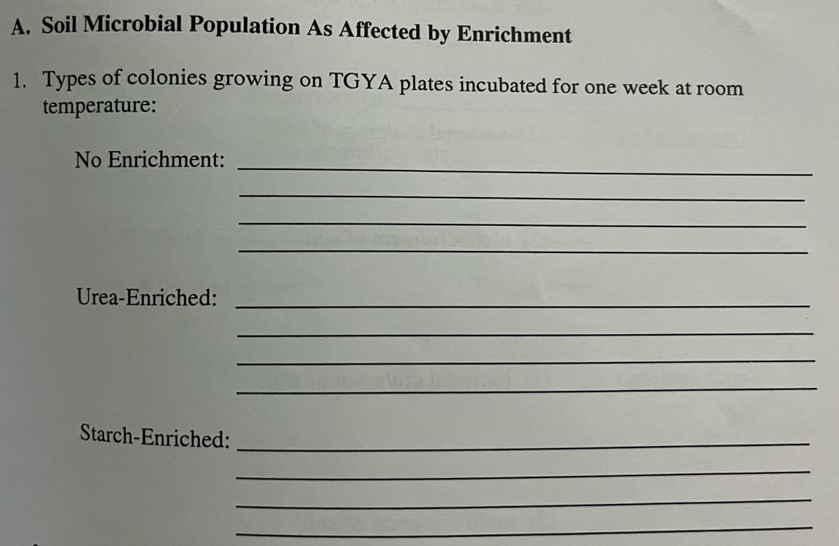 A. Soil Microbial Population As Affected by Enrichment
1. Types of colonies growing on TGYA plates incubated for one week at room
temperature:
No Enrichment:
Urea-Enriched:
Starch-Enriched: