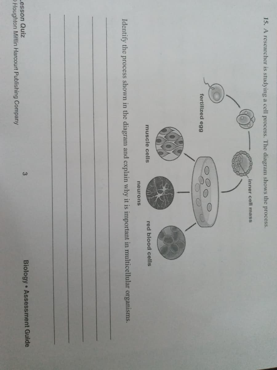 15. A researcher is studying a cell process. The diagram shows the process.
inner cell mass
fertilized egg
muscle cells
red blood cells
neurons
Identify the process shown in the diagram and explain why it is important in multicellular organisms.
Lesson Quiz
Houghton Mifflin Harcourt Publishing Company
3
Biology Assessment Guide
