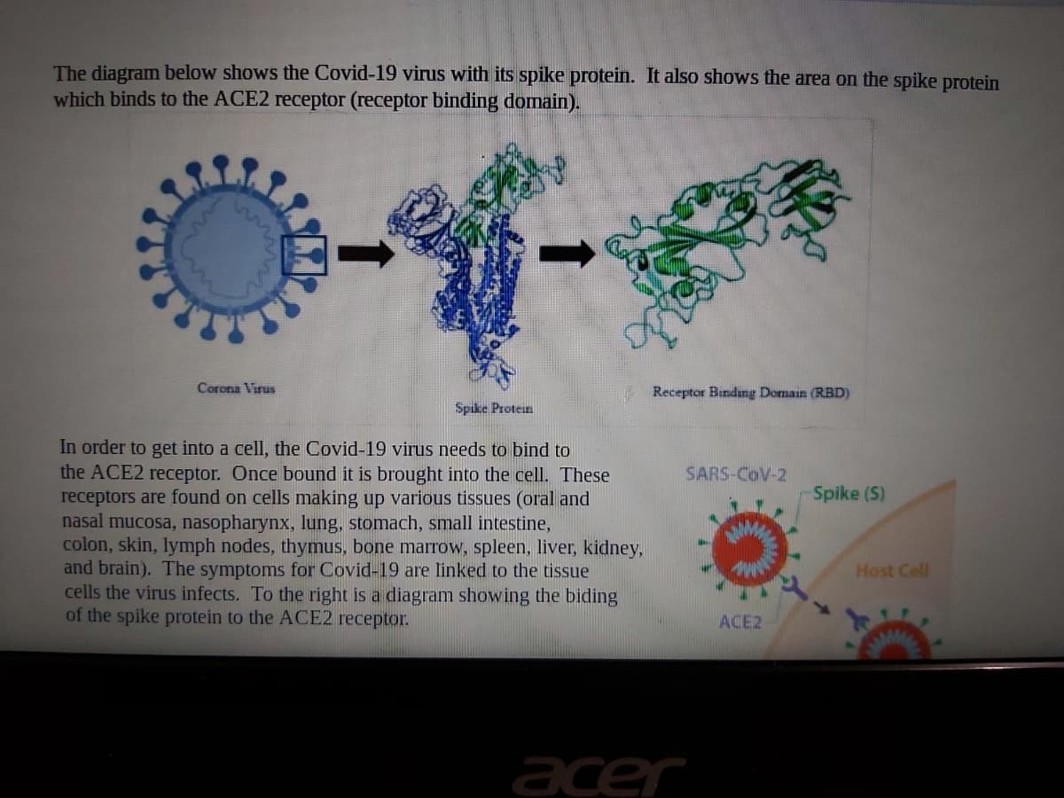 The diagram below shows the Covid-19 virus with its spike protein. It also shows the area on the spike protein
which binds to the ACE2 receptor (receptor binding domain).
Corona Virus
Receptor Binding Domain (RBD)
Spike Protein
In order to get into a cell, the Covid-19 virus needs to bind to
the ACE2 receptor. Once bound it is brought into the cell. These
receptors are found on cells making up various tissues (oral and
nasal mucosa, nasopharynx, lung, stomach, small intestine,
colon, skin, lymph nodes, thymus, bone marrow, spleen, liver, kidney,
and brain). The symptoms for Covid-19 are linked to the tissue
cells the virus infects. To the right is a diagram showing the biding
of the spike protein to the ACE2 receptor.
SARS-COV-2
Spike (S)
Host Cell
ACE2
acer
