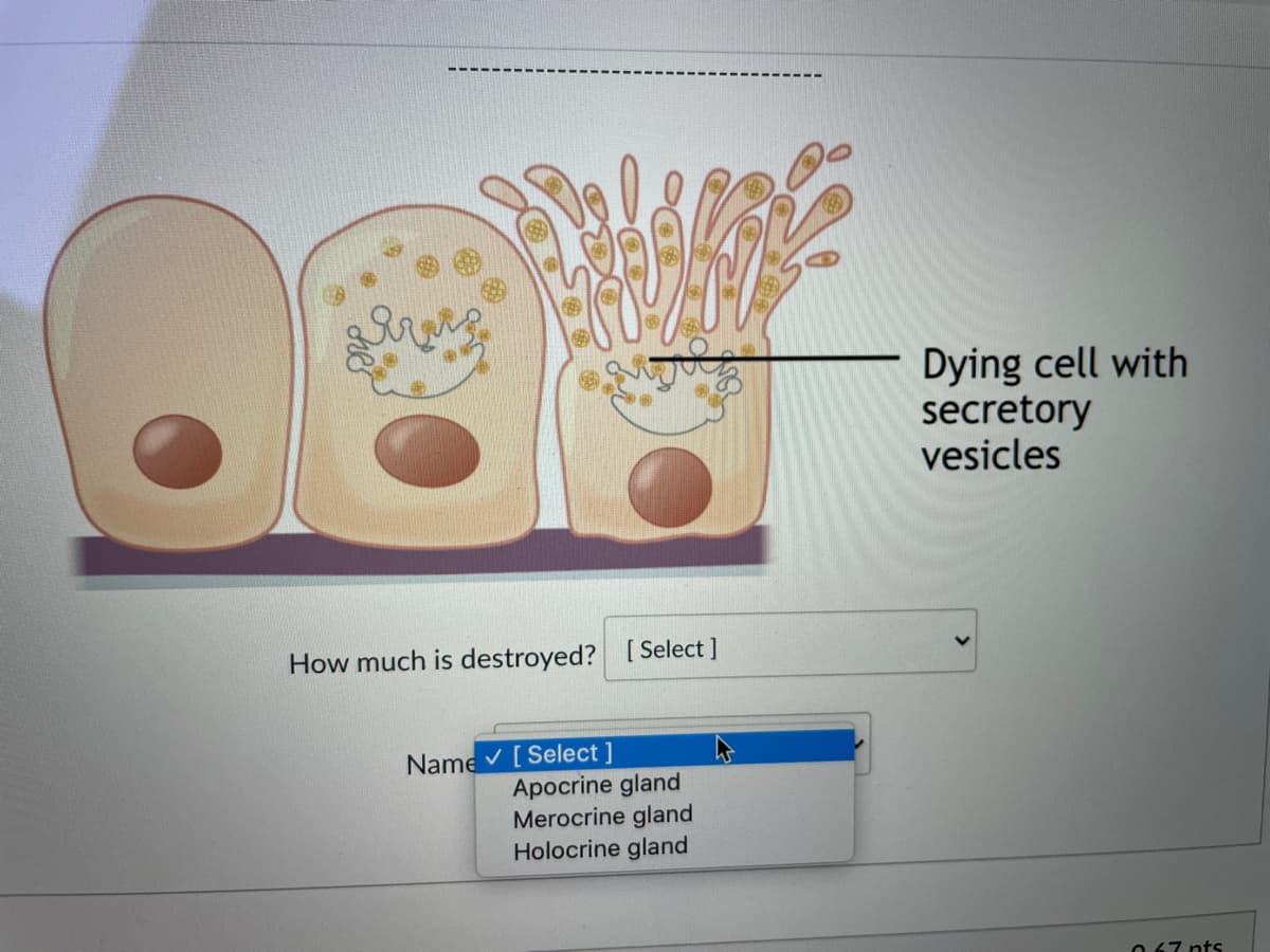 Dying cell with
secretory
vesicles
How much is destroyed? [Select ]
Name v [Select ]
Apocrine gland
Merocrine gland
Holocrine gland
067 nts
