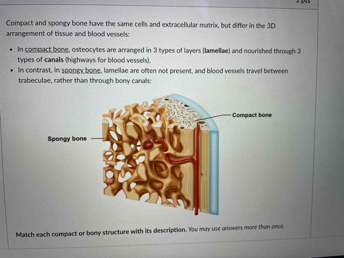 Compact and spongy bone have the same cells and extracellular matrix, but differ in the 3D
arrangement of tissue and blood vessels:
• In compact bone, osteocytes are arranged in 3 types of layers (lamellae) and nourished through 3
types of canals (highways for blood vessels).
• In contrast, in spongy bone, lamellae are often not present, and blood vessels travel between
trabeculae, rather than through bony canals:
Compact bone
Spongy bone
Match each compact or bony structure with its description. You may use answers more than once.
