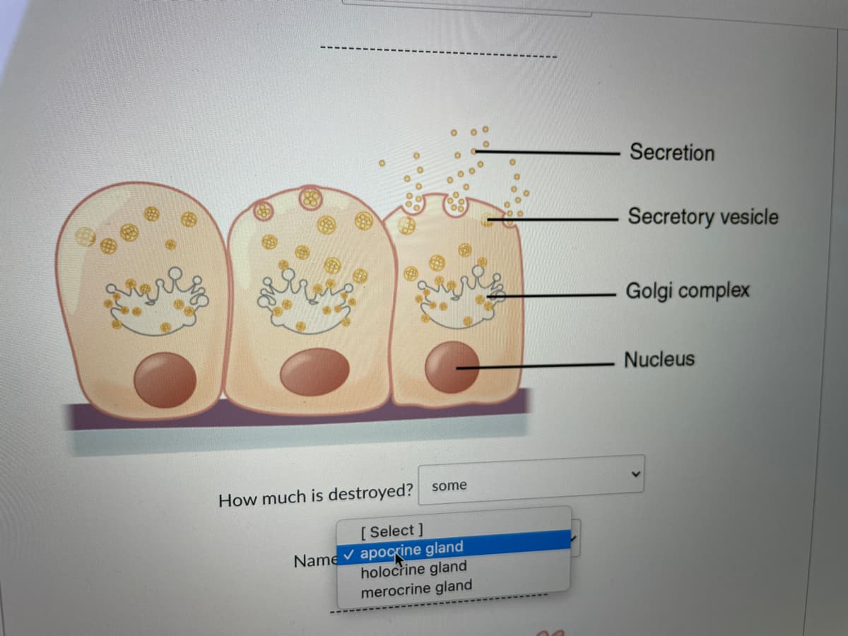 Secretion
Secretory vesicle
Golgi complex
Nucleus
How much is destroyed? some
[ Select ]
Name v apocrine gland
holocrine gland
merocrine gland
