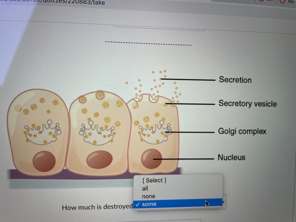 20883/take
Ma
Secretion
Secretory vesicle
Golgi complex
Nucleus
[ Select ]
all
none
How much is destroyed some
