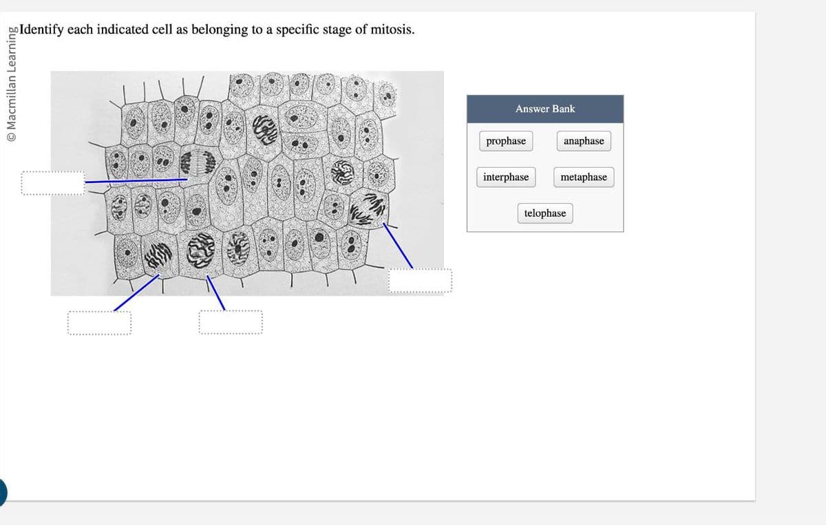 Identify each indicated cell as belonging to a specific stage of mitosis.
烤
O Macmillan Learning
MR
Answer Bank
prophase
anaphase
interphase
metaphase
telophase