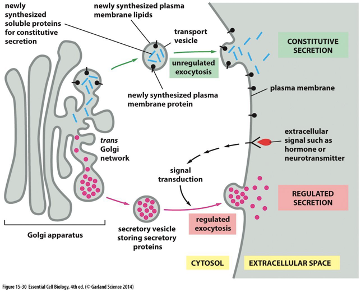 newly
synthesized
soluble proteins
for constitutive
newly synthesized plasma
membrane lipids
transport
vesicle
secretion
CONSTITUTIVE
SECRETION
unregulated
ехосytosis
plasma membrane
newly synthesized plasma
membrane protein
extracellular
signal such as
hormone or
trans
Golgi
network
neurotransmitter
signal
transduction
REGULATED
SECRETION
regulated
ехосytosis
secretory vesicle
storing secretory
proteins
Golgi apparatus
CYTOSOL
EXTRACELLULAR SPACE
gue 15 30 tti cal hedicedent Simor 10
