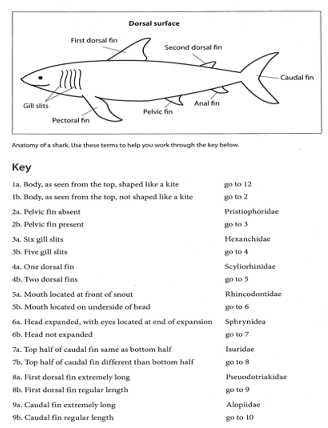 Gill slits
First dorsal fin
ܐܐܐܐ
Pectoral fin
3a. Six gill slits
3b. Five gill slits
Dorsal surface
4a. One dorsal fin
4b. Two dorsal fins
Anatomy of a shark. Use these terms to help you work through the key below.
Key
la. Body, as seen from the top, shaped like a kite
1b. Body, as seen from the top, not shaped like a kite
2a. Pelvic fin absent
2b. Pelvic fin present
Second dorsal fin
Pelvic fin
5a. Mouth located at front of snout
5b. Mouth located on underside of head
8a. First dorsal fin extremely long
8b. First dorsal fin regular length
9a. Caudal fin extremely long
9b. Caudal fin regular length
Anal fin
6a. Head expanded, with eyes located at end of expansion
6b. Head not expanded
7a. Top half of caudal fin same as bottom half
7b. Top half of caudal fin different than bottom half
go to 12
go to 2
Pristiophoridae
go to 3
Hexanchidae
go to 4
Scyliorhinidae
go to 5
-Caudal fin
Rhincodontidae
go to 6
Sphrynidea
go to 7
Isuridae
go to 8
Pseuodotriakidae
go to 9
Alopiidae
go to 10