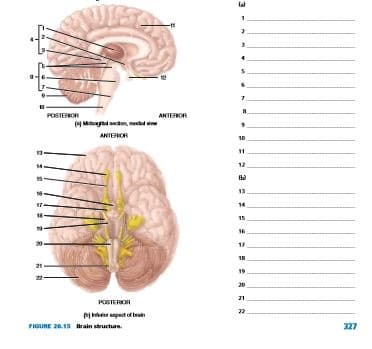 lal
POSTEROR
ANTEROR
e Mas n, dd
ANTERIOR
11
12
13
14
15
16
17
15
20
21
POSTERIOR
P pet of tran
FIGURE 20.15 Drain structure.
327
