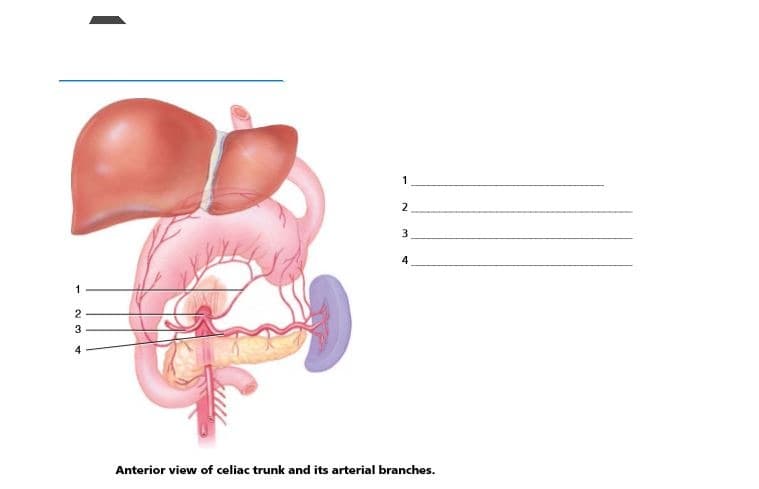 1
2
2
3
4
Anterior view of celiac trunk and its arterial branches.
