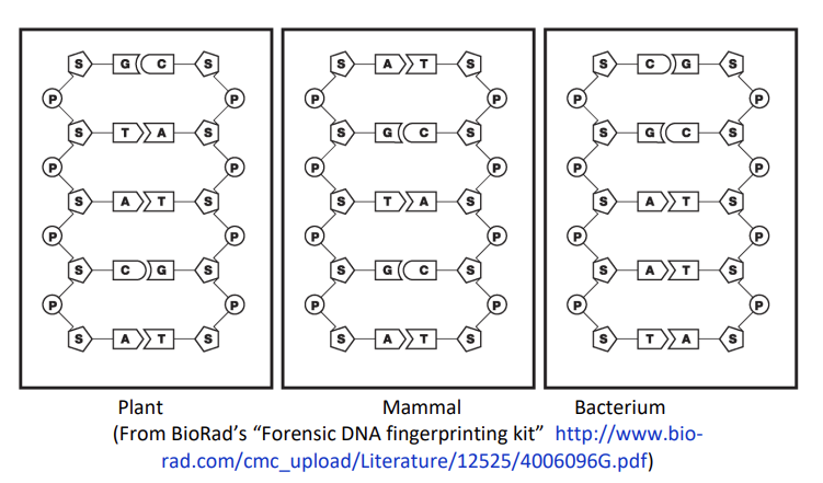 C
ΕΙΣΑΙ
G
S
S
ΑΣΤΕ
G
C
ΕΙΣΑΙ
ΑΥΣΤΗ
S
S
C
ΑΣΤ
Στ
ΕΙΣΑΙ
Plant
Mammal
Bacterium
(From BioRad’s “Forensic DNA fingerprinting kit” http://www.bio-
rad.com/cmc_upload/Literature/12525/4006096G.pdf)
S
S
S