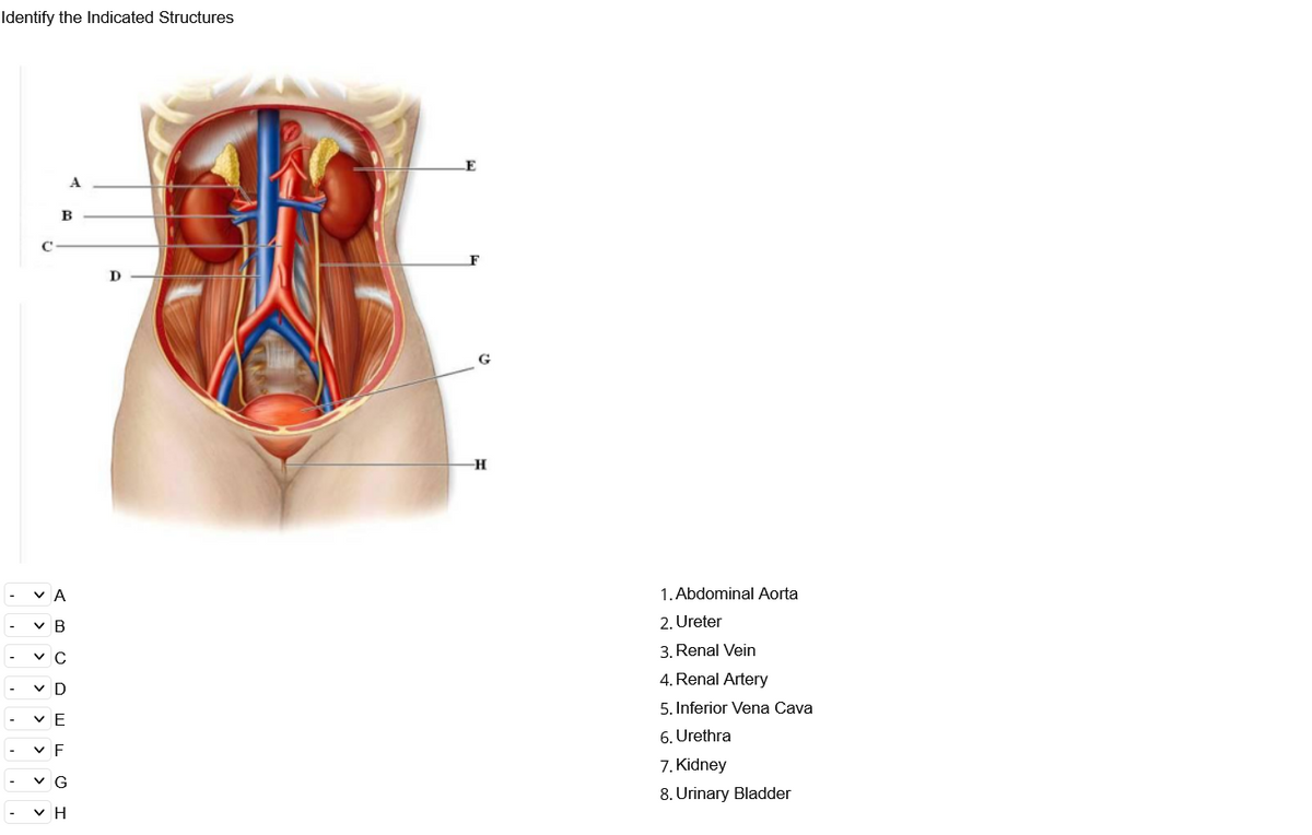 Identify the Indicated Structures
B
V A
1. Abdominal Aorta
v B
2. Ureter
3. Renal Vein
4. Renal Artery
v C
-
v D
-
5. Inferior Vena Cava
-
6. Urethra
- v F
7. Kidney
- v G
8. Urinary Bladder
- v H
