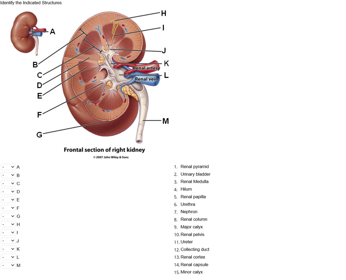 Identify the Indicated Structures
H.
B
K
Renal artery
L
Renal vein
F-
Frontal section of right kidney
0 2007 John Wiley & Sons
v A
1. Renal pyramid
v B
2. Urinary bladder
v C
3. Renal Medulla
v D
4. Hilum
5. Renal papilla
V E
6. Urethra
V F
7. Nephron
v G
8. Renal column
v H
-
9. Major calyx
10. Renal pelvis
11. Ureter
v K
12. Collecting duct
v L
13. Renal cortex
v M
14. Renal capsule
15. Minor calyx
