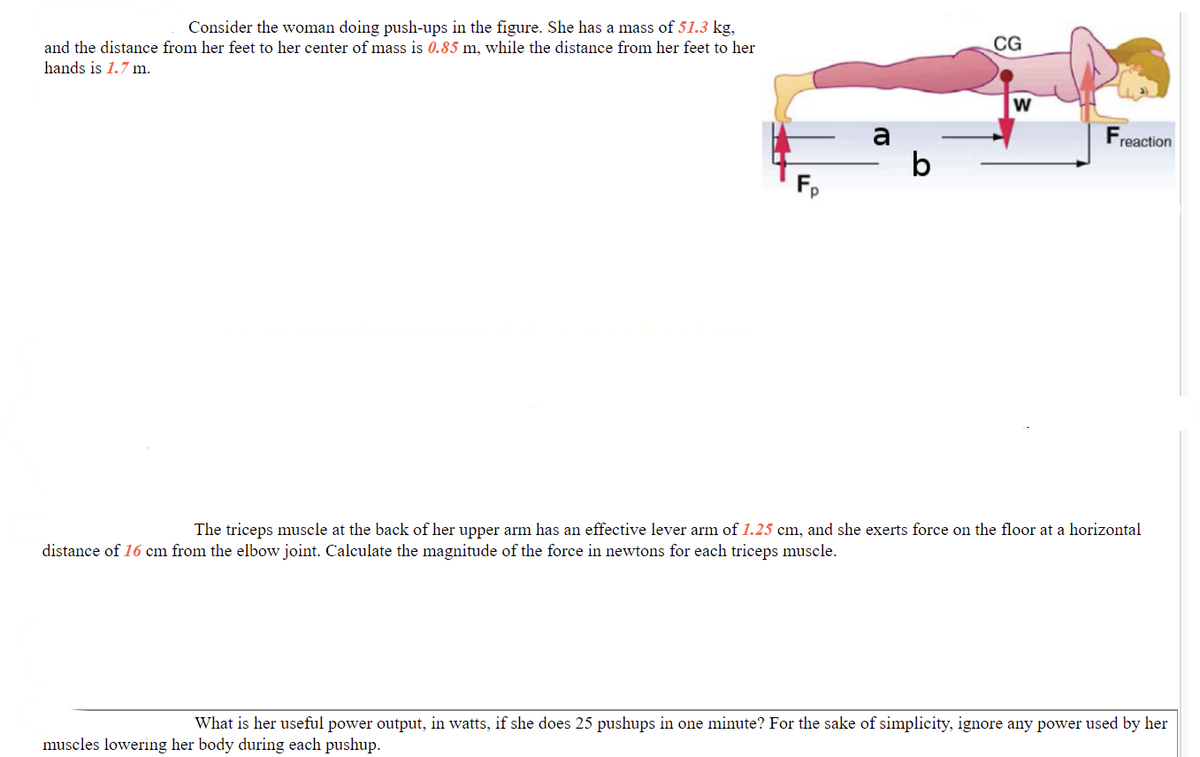 Consider the woman doing push-ups in the figure. She has a mass of 51.3 kg,
CG
and the distance from her feet to her center of mass is 0.85 m, while the distance from her feet to her
hands is 1.7 m.
a
Freaction
The triceps muscle at the back of her upper arm has an effective lever arm of 1.25 cm, and she exerts force on the floor at a horizontal
distance of 16 cm from the elbow joint. Calculate the magnitude of the force in newtons for each triceps muscle.
What is her useful power output, in watts, if she does 25 pushups in one minute? For the sake of simplicity, ignore any power used by her
muscles lowering her body during each pushup.
