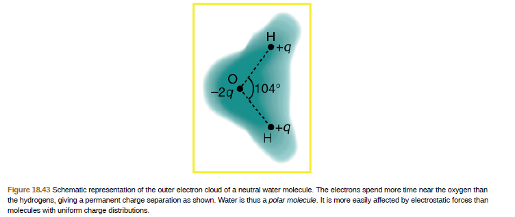 н
•+q
-2g
104°
Figure 18.43 Schematic representation of the outer electron cloud of a neutral water molecule. The electrons spend more time near the oxygen than
the hydrogens, giving a permanent charge separation as shown. Water is thus a polar molecule. It is more easily affected by electrostatic forces than
molecules with uniform charge distributions.
