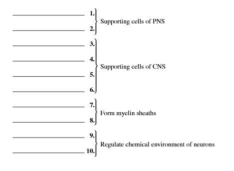 Supporting cells of PNS
2.
3.
4.
Supporting cells of CNS
5.
Form myelin sheaths
8.
Regulate chemical environment of neurons
10.
