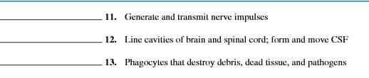 11. Generate and transmit nerve impulses
12. Line cavities of brain and spinal cord; form and move CSF
13. Phagocytes that destroy debris, dead tissue, and pathogens
