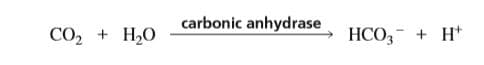 CO2
Н.О
carbonic anhydrase
+ H*
НСО,
