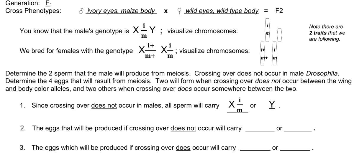 ### Genetics and Meiosis: Drosophila Cross Experiment

**Generation:** F₁  
**Cross Phenotypes:** ♂ ivory eyes, maize body × ♀ wild eyes, wild type body = F₂

#### Genotypic Information
- **Male Genotype**: \( X^{i}/m \quad Y \)  
  Visualize chromosomes:  
  \( X^{i}/m \) and \( Y \)  
  ![Chromosome Diagram for Males](image-of-chromosomes)

- **Female Genotype**: \( X^{i+}/m^+ \quad X^{i}/m \)  
  Visualize chromosomes:  
  \( X^{i+}/m^+ \) and \( X^{i}/m \)  
  ![Chromosome Diagram for Females](image-of-chromosomes)

> **Note**: There are *two traits* that we are following.

#### Meiosis Details
Determine the two sperm that the male will produce from meiosis. Crossing over does not occur in male Drosophila. Determine the four eggs that will result from meiosis. Two will form when crossing over *does not* occur between the wing and body color alleles, and two others when crossing over *does* occur somewhere between the two.

**1. Crossing Over in Males:**
Since crossing over *does not* occur in males, all sperm will carry \( X^{i}/m \) or \( Y \).

**2. Eggs Without Crossing Over:**
The eggs that will be produced if crossing over *does not* occur will carry \( X^{i+}/m^+ \) or \( X^{i}/m \).

**3. Eggs With Crossing Over:**
The eggs which will be produced if crossing over *does* occur will carry \( X^{i+}/m \) or \( X^{i}/m^+ \).