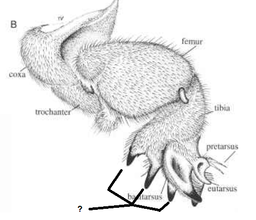 B
femur
coxa
trochanter
tibia
pretarsus
cutarsus
batarsus
?
