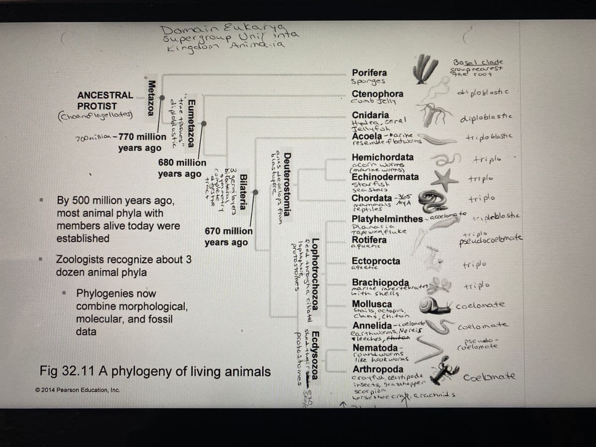 Domain Eukarya
Supergroup Unir inta
Kingdom 'Anina.ia
Basal clade
Porifera
sporges
nearest
the root
Soup
ANCESTRAL
Ctenophora
comb jelly
diploblastc
PROTIST
Choand logellates)
Cnidaria
Hydra, coral
Jeilyfish
Acoela -arine
resembe f otworns
diploblaste
700nillion-770 million
triplo blastic
years ago
680 million
Hemichordata
のtriple
years ago
ccorn wurms
(manine worms)
Echinodermata
triplo
starfish
sea Star
By 500 million years ago,
most animal phyla with
members alive today were
Chordata -365
mammas MYA
reptiles
triplo
Platyhelminthes-
triplablo shc
acceloma te
670 million
Plana a
Tape worm fluke
Rotifera
aquane
established
triplo
pseudocoelomate
years ago
Zoologists recognize about 3
dozen animal phyla
Ectoprocta
a9uatic
triplo
Brachiopoda
triplo
Phylogenies now
combine morphological,
molecular, and fossil
data
marine nvertelrtes
with sheils
Mollusca
Shais, octoわく
clams, chiton
coelomate
Annelida -oelomate
earthubrms, Nereis
le echas Hhrtaa
Coelomate
pse udo -
(oelomate
Nematoda
roundwurms
like houk worms
Fig 32.11 A phylogeny of living animals
Arthropoda
crayfish.centipede
insects, gra schopper
Scorpion
horse'shue crak.arachids
Coelomate
© 2014 Pearson Education, Inc.
Lophotrochozoa
feed throusha ciliated
lophophore
protostomes
Ecdysozoa
shed theirs
protostomes
Deuterostomia
anes deJelops froM
blastupore
Bilateria
3 germ layers
bi lateral
symmetry
complete
d gestNe
tract
Eumetazoa
true tissues"
diploblastic
Metazoa
