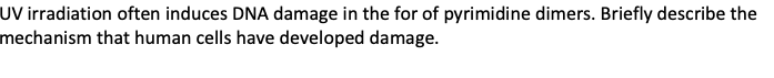 UV irradiation often induces DNA damage in the for of pyrimidine dimers. Briefly describe the
mechanism that human cells have developed damage.

