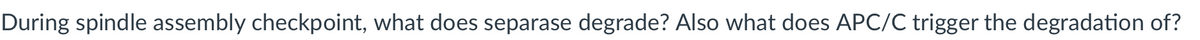 During spindle assembly checkpoint, what does separase degrade? Also what does APC/C trigger the degradation of?
