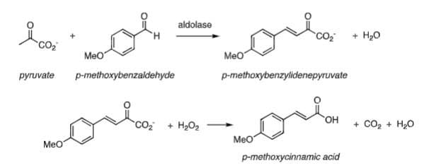 aldolase
H
pyruvate
MeO
p-methoxybenzaldehyde
Love
MeO
MeO
p-methoxybenzylidenepyruvate
+ H₂O₂
MeO
+ H₂O
OH
+ CO2 + H2O
p-methoxycinnamic acid