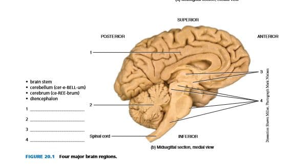 SUPERIOR
POSTERIOR
ANTERIOR
• braln stem
• cerebellum (cer-e-BELL-um)
• cerebrum (ce-REE-brum)
• diencephalon
2
1
2
Spinal cord
INFERIOR
4
(D) Midsagittal section, medlal view
FIGURE 20.1 Four major brain reglons.
Disnection Shawn Miller. Photograph Mark Nielsen
