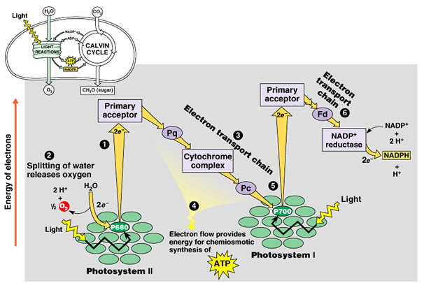 Light
ADR
CALVIN
CYCLE
LIGHT
REACTIONS
Primary
acceptor
Fd
Electron
transport
chain
CHO (видar)
20
Electron transport chain
Primary
acceptor
NADP*
NADP+
2 H*
2e
Pa
reductase
NADPH
Cytochrome
complex
н*
Splitting of water
releases oxygen
Н,о
Pc
Light
2 H*
P700
2e
Electron flow provides
energy for chemiosmotic
synthesis of
P680
Light
Photosystem I
SATP
Photosystem II
Energy of electron:
