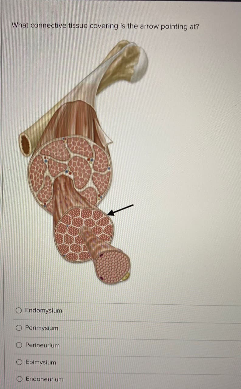 What connective tissue covering is the arrow pointing at?
O Endomysium
O Perimysium
O Perineurium
O Epimysium
O Endoneurium
