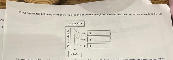 CHE
1.
13. Complete the following catabolism map for the entry of 1 acetyl CoA into the citric acid cycle (not considering ETC):
14. How mar
1 acetyl CoA
Citric acid cycle
2 CO₂
3
1
1
racid nucles and subsequent FTC?