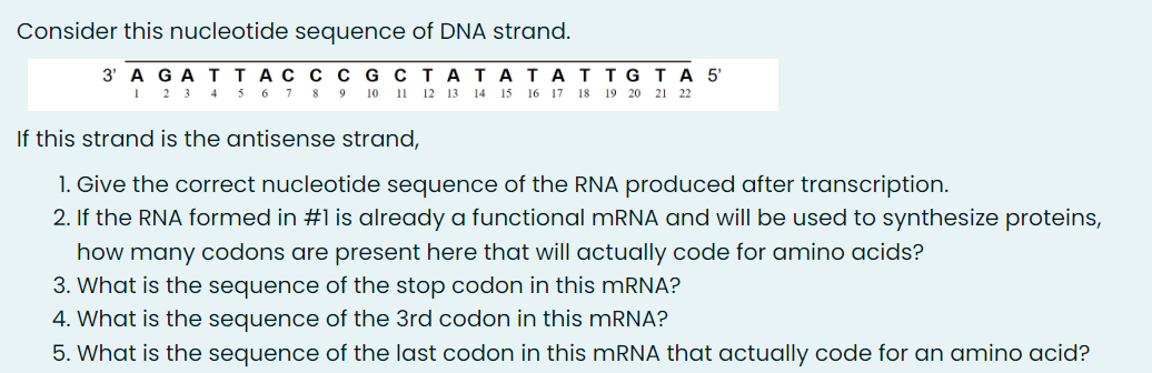 Consider this nucleotide sequence of DNA strand.
3' AGATTACC C GCTATATAT TGTA 5'
1 2 3 4 5 6 7 8 9 10 11 12 13 14 15 16 17 18 19 20 21 22
If this strand is the antisense strand,
1. Give the correct nucleotide sequence of the RNA produced after transcription.
2. If the RNA formed in #1 is already a functional mRNA and will be used to synthesize proteins,
how many codons are present here that will actually code for amino acids?
3. What is the sequence of the stop codon in this mRNA?
4. What is the sequence of the 3rd codon in this mRNA?
5. What is the sequence of the last codon in this mRNA that actually code for an amino acid?