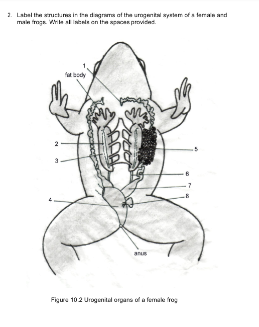 2. Label the structures in the diagrams of the urogenital system of a female and
male frogs. Write all labels on the spaces provided.
fat body
3
7
8.
anus
Figure 10.2 Urogenital organs of a female frog
