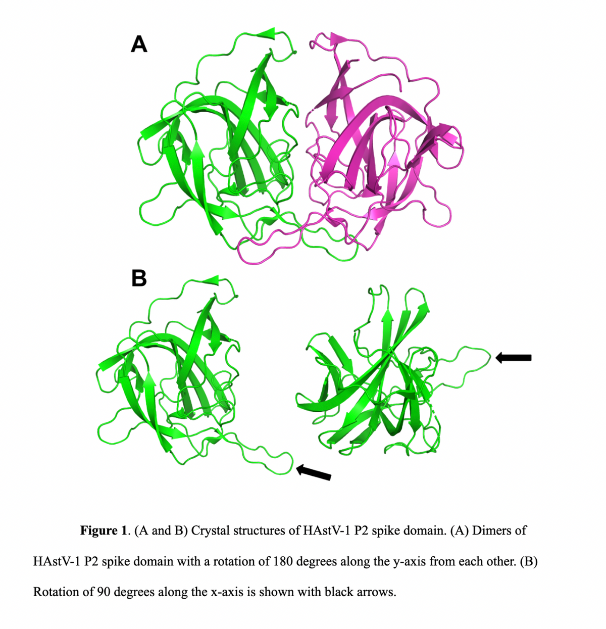 A
B
Figure 1. (A and B) Crystal structures of HAstV-1 P2 spike domain. (A) Dimers of
HAstV-1 P2 spike domain with a rotation of 180 degrees along the y-axis from each other. (B)
Rotation of 90 degrees along the x-axis is shown with black arrows.